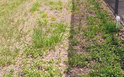 Photo of Gail D.'s yard after getting landscaping in Hudson, FL