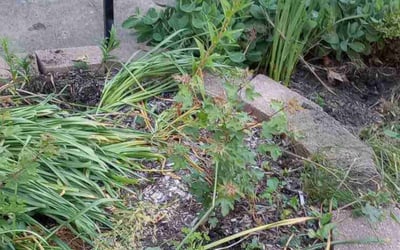 Photo of Kimberly R.'s yard after getting landscaping in Glen Mills, PA