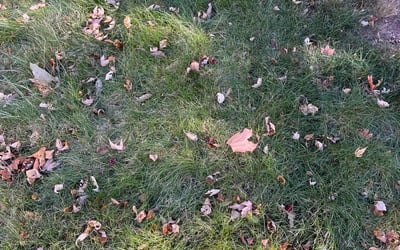 Photo of Aaron S.'s yard after getting landscaping in Waterville, MN