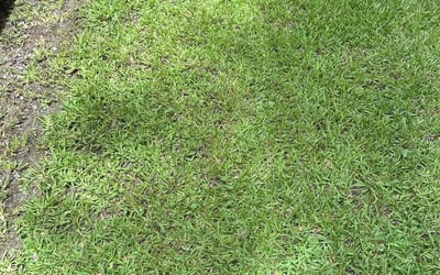 Photo of Brandie T.'s yard after getting landscaping in Clinton, LA