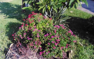 Photo of Jessica P.'s yard after getting landscaping in Galveston, TX
