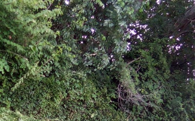 Photo of Dorothy B.'s yard after getting landscaping in Bates City, MO
