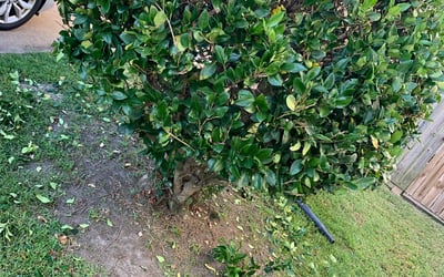 Photo of Dan S.'s yard after getting landscaping in Corapeake, NC