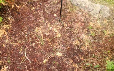 Photo of Barbara H.'s yard after getting tree care in Cleves, OH