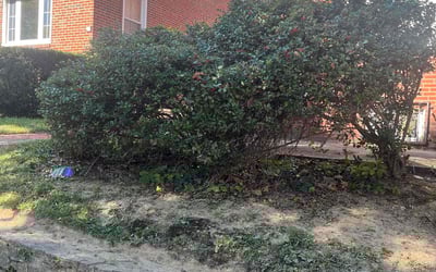 Photo of Denise W.'s yard after getting landscaping in Swarthmore, PA