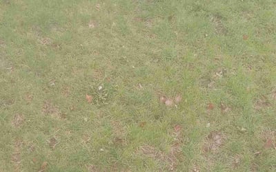 Photo of Leonard B.'s yard after getting landscaping in Young America, MN