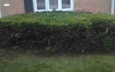 Photo of Kelly H.'s yard after getting landscaping in O Fallon, IL