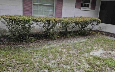 Photo of Connie D.'s yard after getting landscaping in Umatilla, FL