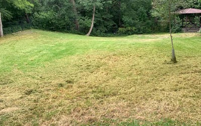 Photo of Ethan H.'s yard after getting landscaping in Plano, TX