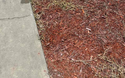 Photo of Mark J.'s yard after getting tree care in Durant, FL