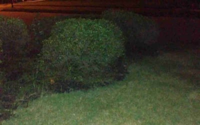 Photo of Amanda S.'s yard after getting landscaping in Madison, GA