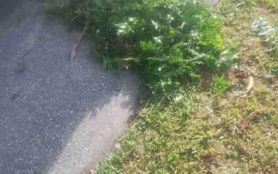 Photo of Tammy A.'s yard after getting tree care in Jupiter, FL