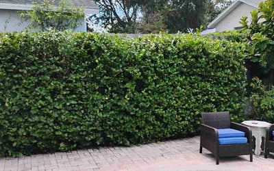 Photo of Gayle G.'s yard after getting tree care in Sydney, FL