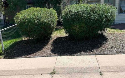 Photo of Steven R.'s yard after getting landscaping in Englewood, CO