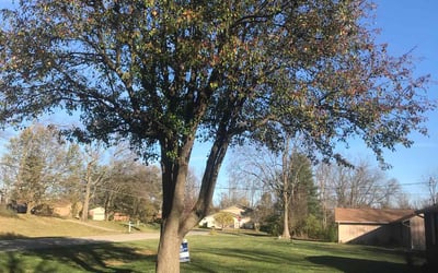 Photo of Patricia R.'s yard after getting landscaping in West Harrison, IN