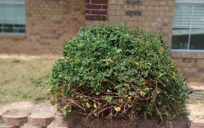 Photo of Cedric W.'s yard after getting tree care in Lindale, TX