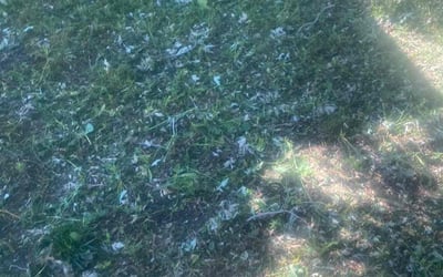 Photo of Kathy W.'s yard after getting tree care in Colorado Springs, CO