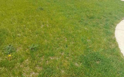Photo of Victoria A.'s yard after getting landscaping in Cedar Rapids, IA