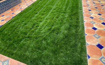Photo of Lee E.'s yard after getting lawn care in Berkeley, CA