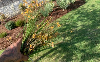 Photo of Chris H.'s yard after getting landscaping in High Island, TX