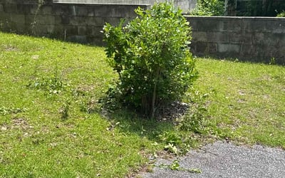 Photo of Travis A.'s yard after getting tree care in Columbia, SC
