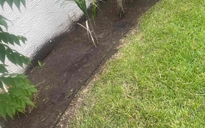 Photo of Domenic A.'s yard after getting tree care in Intercession City, FL