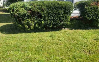 Photo of Ronald M.'s yard after getting landscaping in Mc Kenney, VA