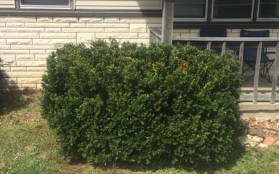 Photo of Robert B.'s yard after getting landscaping in Bolivar, MO