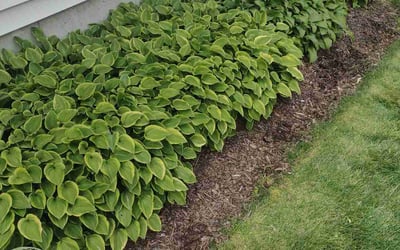 Photo of Maria G.'s yard after getting landscaping in Monroe, CT
