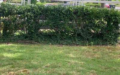 Photo of Chandra W.'s yard after getting landscaping in Oakton, VA