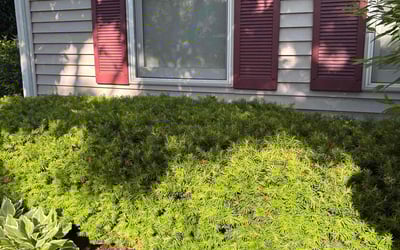 Photo of Tamika J.'s yard after getting landscaping in Aurora, IL