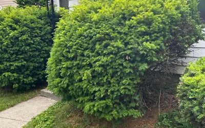 Photo of Pam C.'s yard after getting landscaping in Toledo, OH