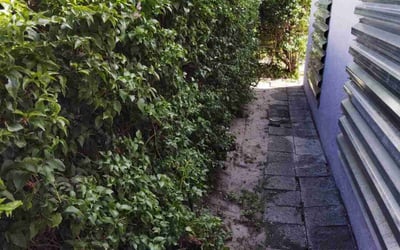 Photo of Jean L.'s yard after getting landscaping in Deltona, FL
