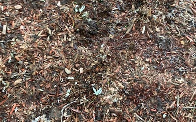 Photo of James C.'s yard after getting landscaping in Elbert, CO