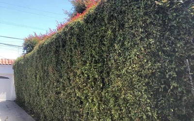 Photo of Lee S.'s yard after getting landscaping in Woodland Hills, CA