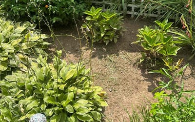 Photo of Anthony C.'s yard after getting landscaping in Grayson, GA