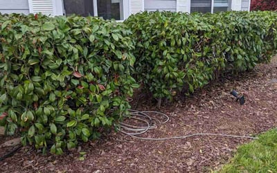 Photo of James H.'s yard after getting landscaping in Newcastle, CA