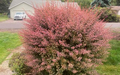 Photo of Sean B.'s yard after getting tree care in Bend, OR