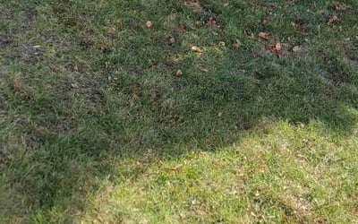 Photo of Gary S.'s yard after getting landscaping in Clearfield, UT