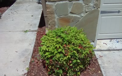Photo of Robert S.'s yard after getting landscaping in Campbellton, TX