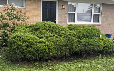 Photo of Candace F.'s yard after getting landscaping in Indianapolis, IN