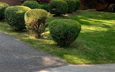 Photo of kathleen d.'s yard after getting landscaping in Cheltenham, MD