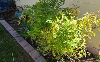 Photo of Jennifer L.'s yard after getting landscaping in Morristown, AZ