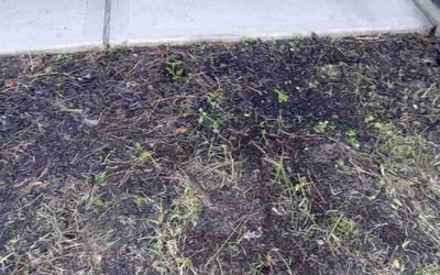 Photo of Stephanie P.'s yard after getting landscaping in North Houston, TX