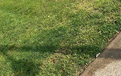 Photo of Sheila A.'s yard after getting landscaping in Oswego, IL