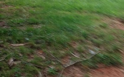 Photo of John N.'s yard after getting landscaping in Waynesville, NC