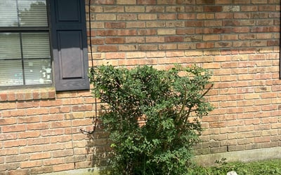 Photo of Samantha S.'s yard after getting landscaping in Abbeville, LA