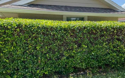 Photo of Mindy M.'s yard after getting tree care in Windermere, FL