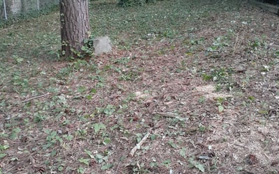 Photo of Danielle S.'s yard after getting landscaping in Social Circle, GA