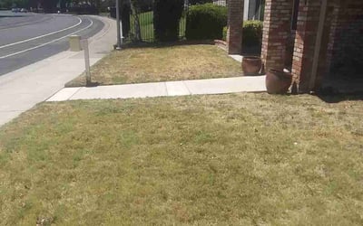 Photo of Dennis T.'s yard after getting tree care in Windsor, CA